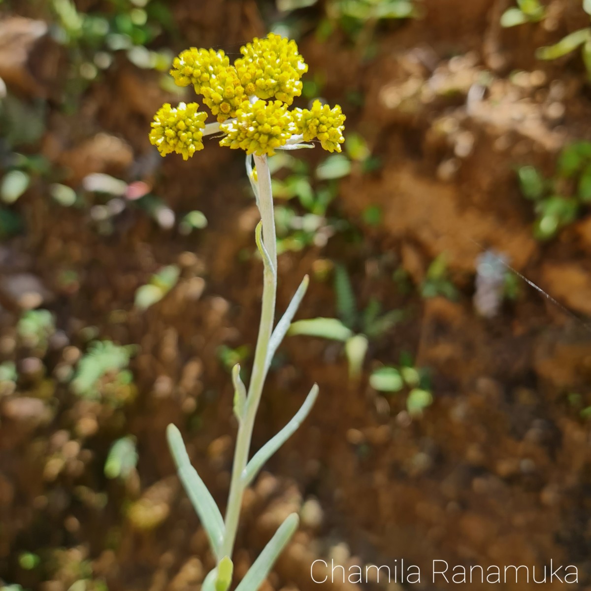 Anaphalis pelliculata Trimen